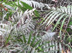 Alpinia stachyodes