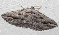 Chrysolarentia severata