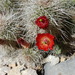 Echinocereus canyonensis - Photo (c) Alex,  זכויות יוצרים חלקיות (CC BY-NC), הועלה על ידי Alex