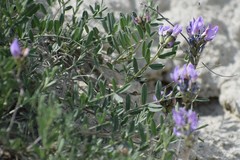 Astragalus laxmannii viciifolius