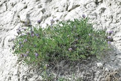 Astragalus laxmannii viciifolius