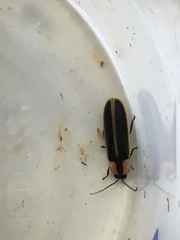 Photinus carolinus