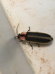 Photinus carolinus