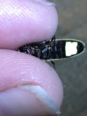 Photinus carolinus