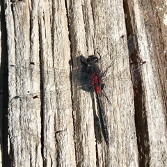 Leucorrhinia glacialis