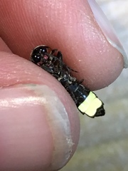 Photinus carolinus