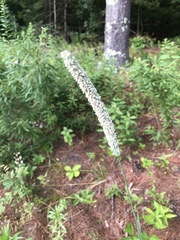 Phleum