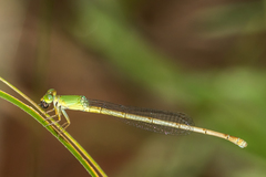 Ceriagrion indochinense