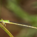 Ceriagrion indochinense - Photo (c) Andrew Pierce, some rights reserved (CC BY-NC), uploaded by Andrew Pierce