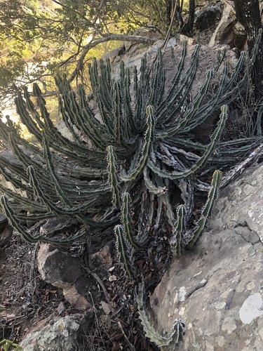 Euphorbia rowlandii