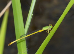 Ceriagrion indochinense