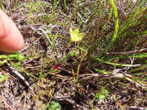 Image of Geissorhiza ornithogaloides by (c) linkie, some rights reserved (CC BY)