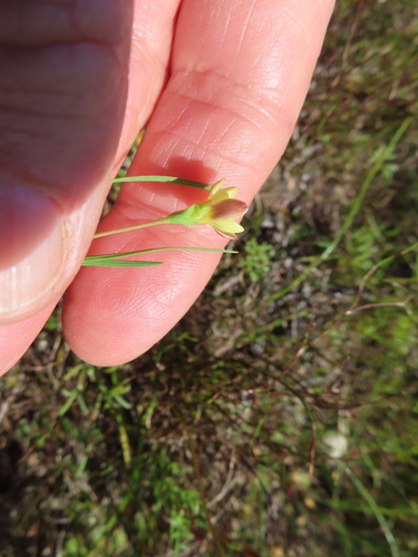 Image of Geissorhiza ornithogaloides by (c) linkie, some rights reserved (CC BY)