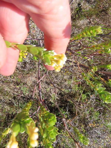 Image of Gnidia chrysophylla by (c) linkie, some rights reserved (CC BY)