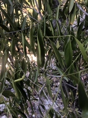 Coptosperma supra-axillare