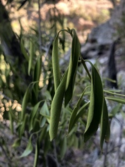 Coptosperma supra-axillare