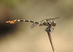 Erpetogomphus designatus
