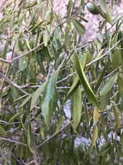 Coptosperma supra-axillare