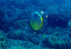 Chaetodon trifasciatus