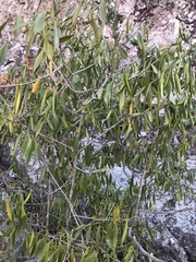 Coptosperma supra-axillare