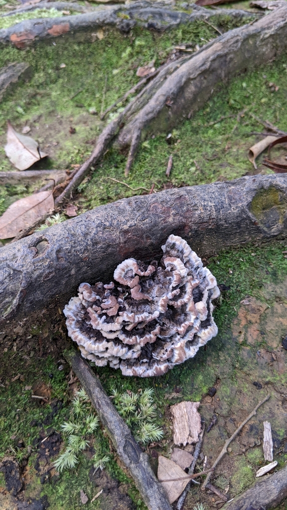 Thelephora terrestris · September 2024 · photo: © dona5831 (iNaturalist, cc-by-nc)