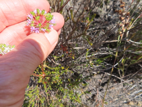 Image of Agathosma bifida by (c) linkie, some rights reserved (CC BY)