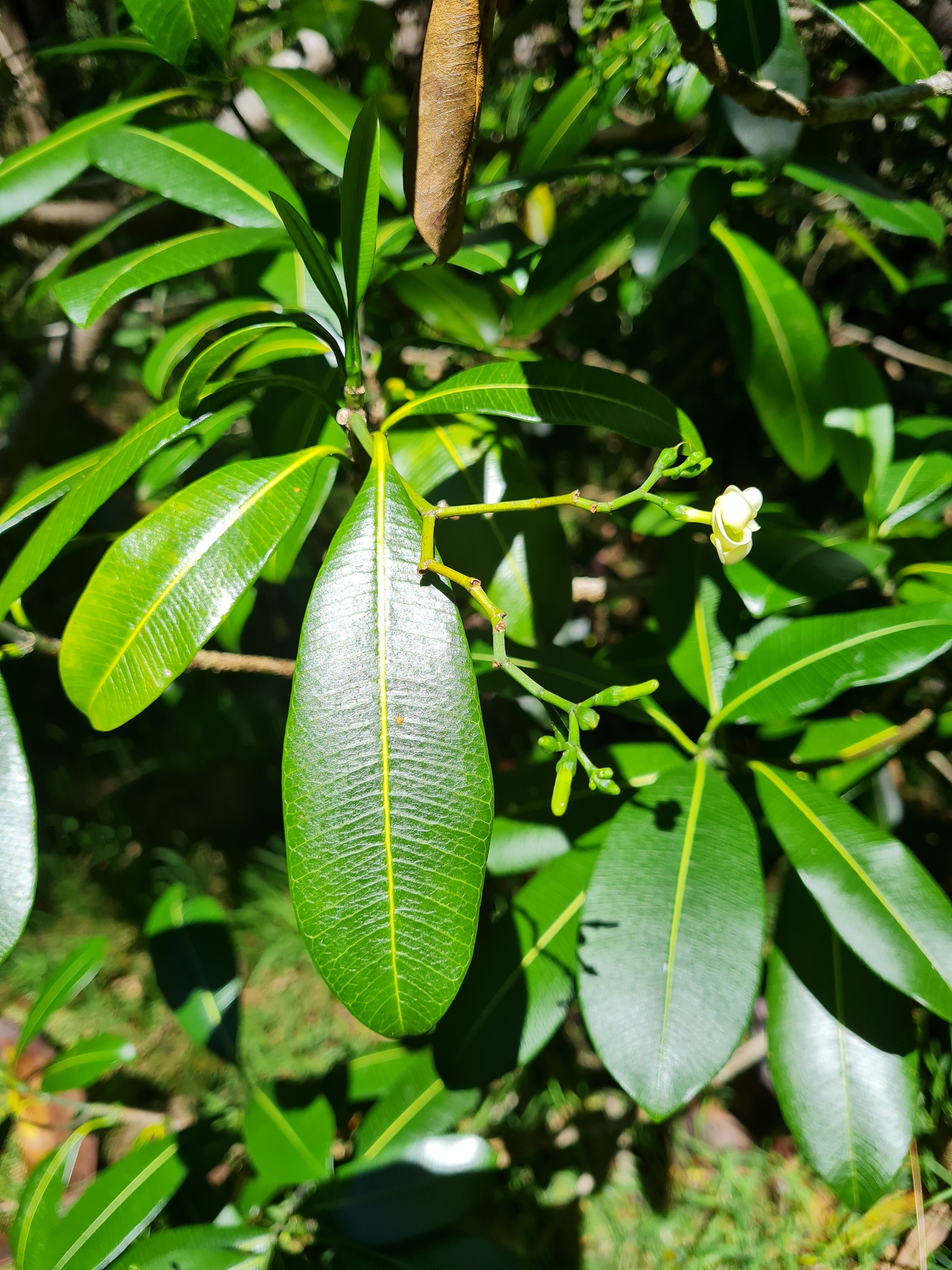 Hōlei (Ochrosia haleakalae)