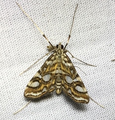 Elophila ekthlipsis