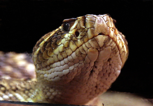 Eastern Diamondback Rattlesnake