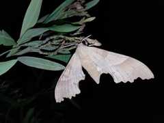 Marumba quercus