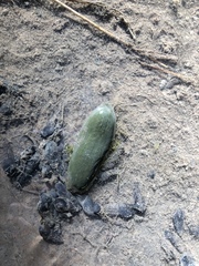Myocastor coypus
