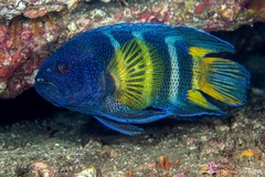 Bleeker's Devilfish photo 5