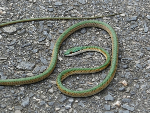 Oliver's Parrot Snake