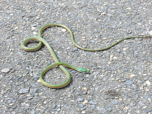 Oliver's Parrot Snake