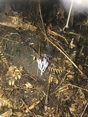 Ramariopsis pulchella