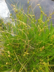 Carex hormathodes