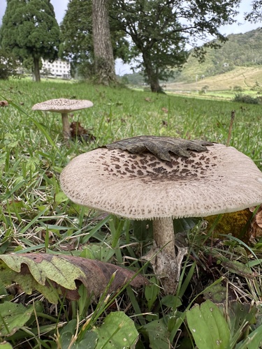 Amanita spissacea