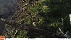 Gallinago magellanica