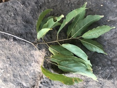 Combretum celastroides