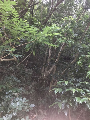 Image of Quercus salicina by no rights reserved