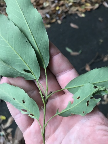 Quercus salicina iNat (3)