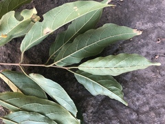 Combretum celastroides