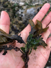 Ulva californica