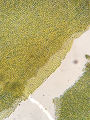 Ulva californica