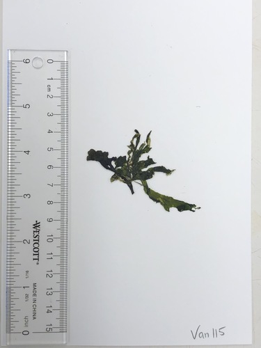 Image of Ulva californica by (c) Bridgette Clarkston, some rights reserved (CC BY-SA)