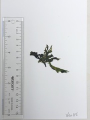 Ulva californica