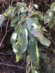 Combretum celastroides