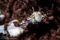 Idiotropiscis lumnitzeri