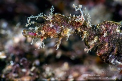 Idiotropiscis lumnitzeri