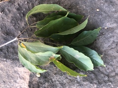 Combretum celastroides